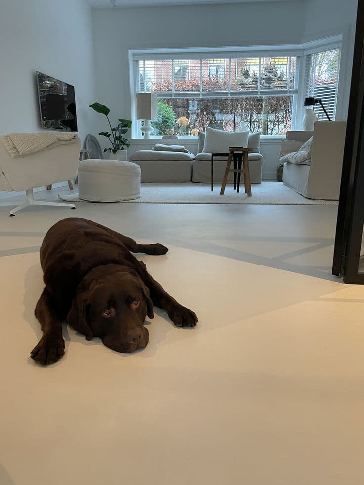 Modern living room with a chocolate Labrador resting on a seamless microcement floor